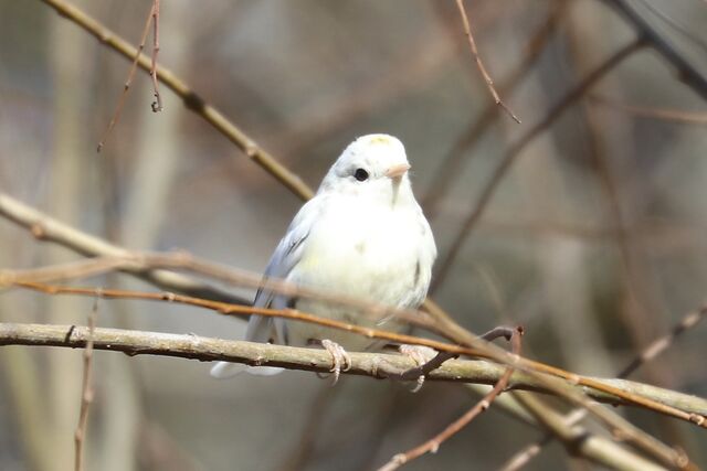 Yellow-rumped Warbler