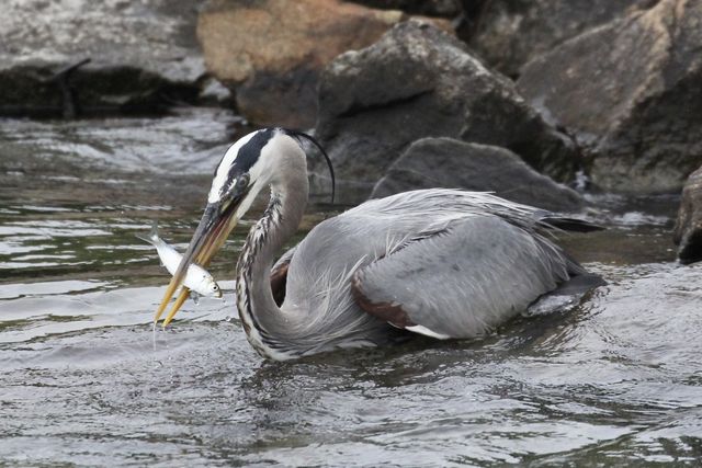 Great Blue Heron
