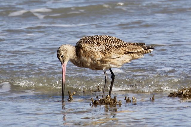 Marbled Godwit