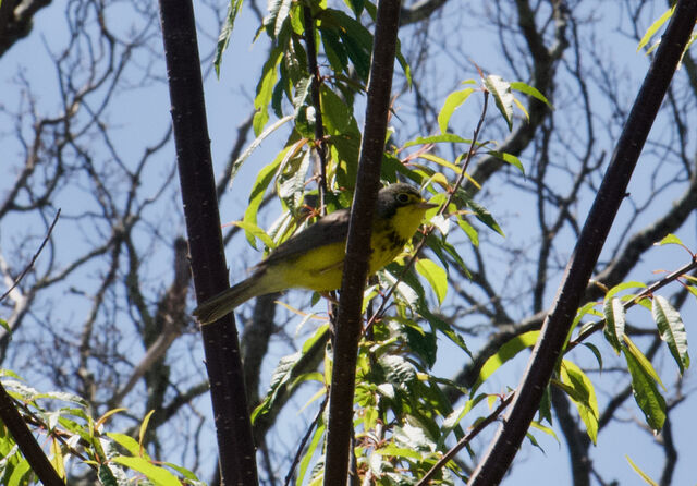 Canada Warbler