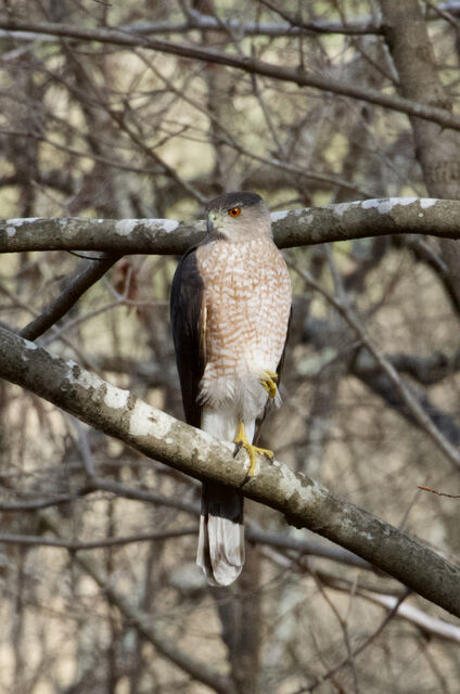 Cooper's Hawk
