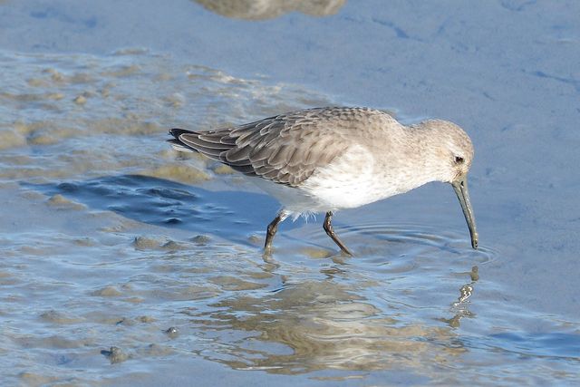 Dunlin