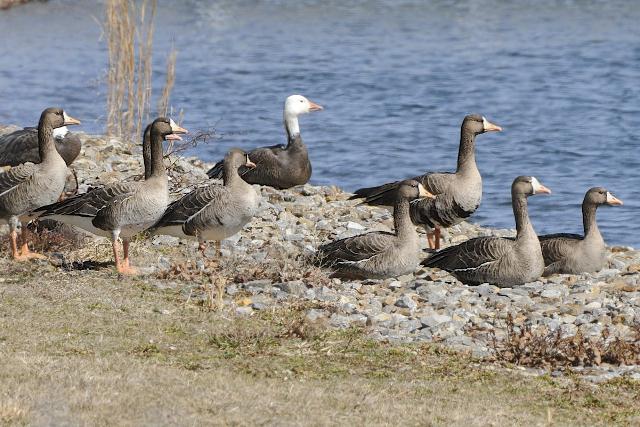 Greater White-fronted Geese and blue-morph Snow Goose