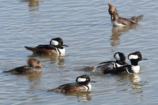 Hooded Merganser