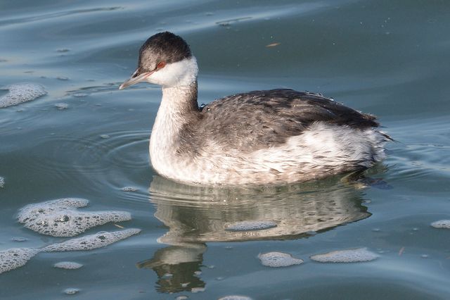 Horned Grebe