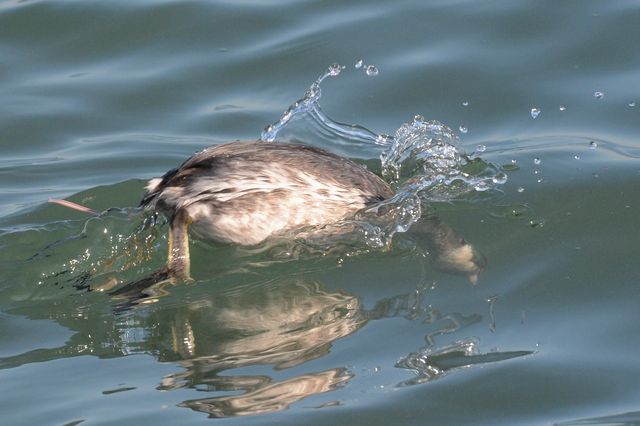Horned Grebe