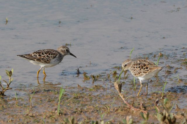 Least Sandpiper