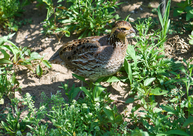 Northern Bobwhite