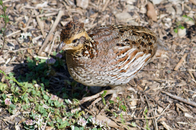 Northern Bobwhite