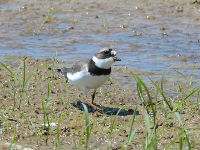 Semipalmated Plovers