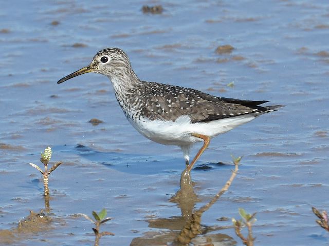 solitary sandpiper solitary sandpiper