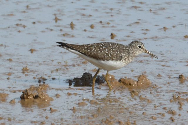 Solitary Sandpiper