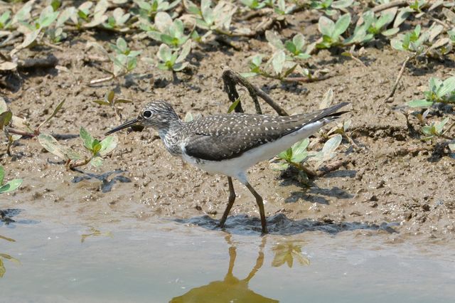 solitary sandpiper solitary sandpiper