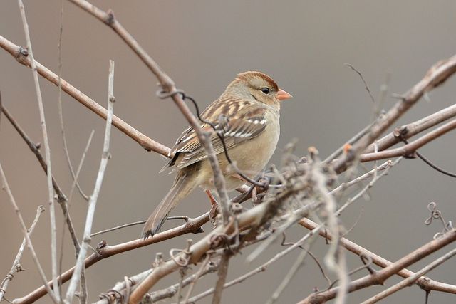 White-crowned Sparrow