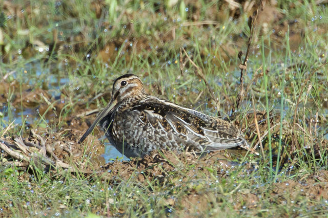 Wilson's Snipe