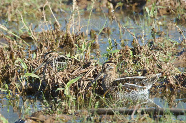 Wilson's Snipe
