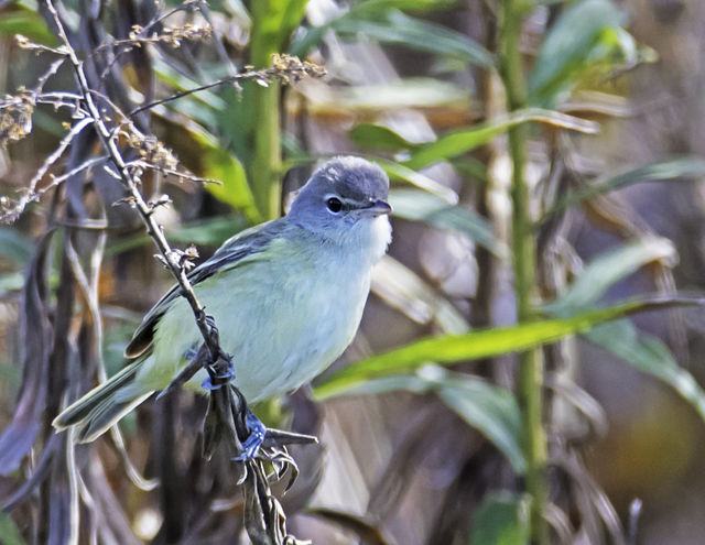 Bell's Vireo