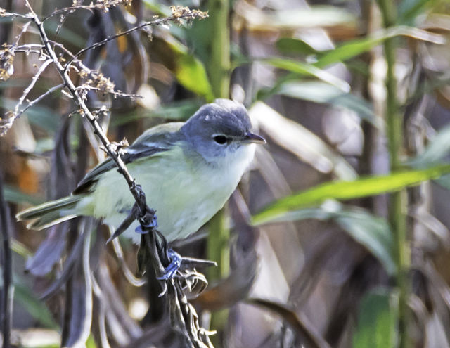Bell's Vireo