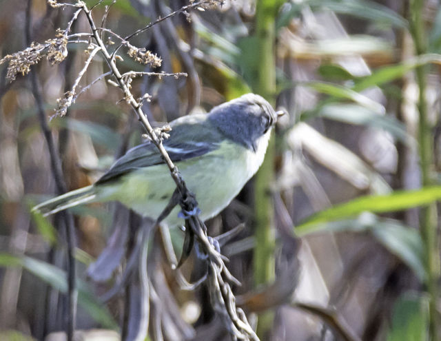 Bell's Vireo