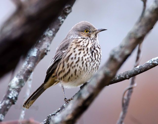 Sage Thrasher