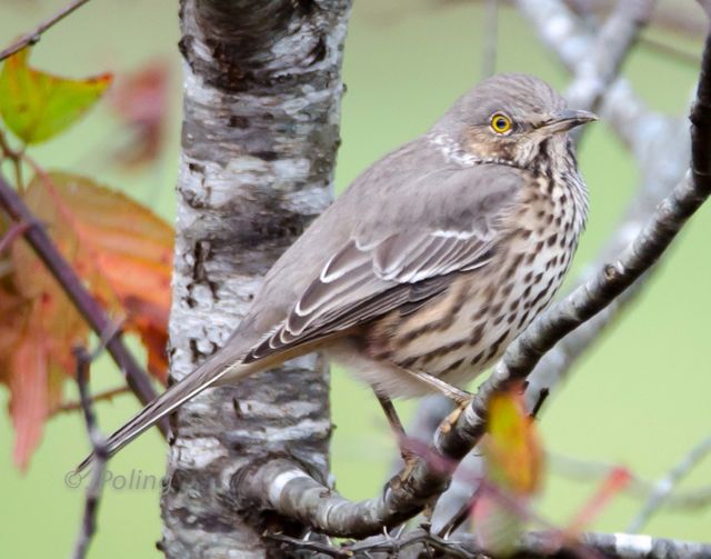 Sage Thrasher