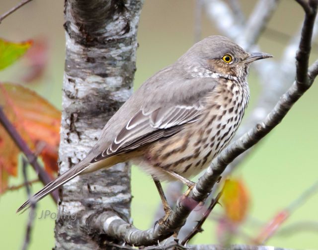 Sage Thrasher