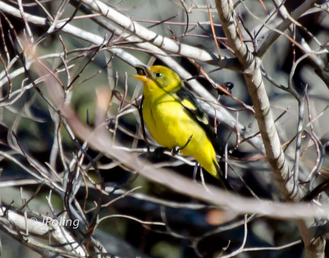 Western Tanager