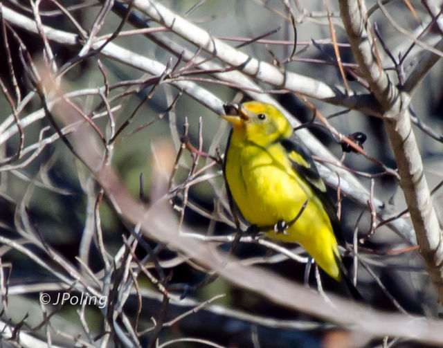 Western Tanager
