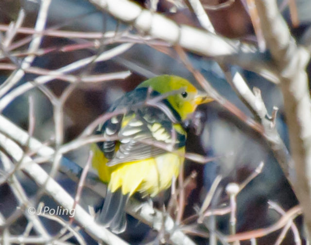 Western Tanager