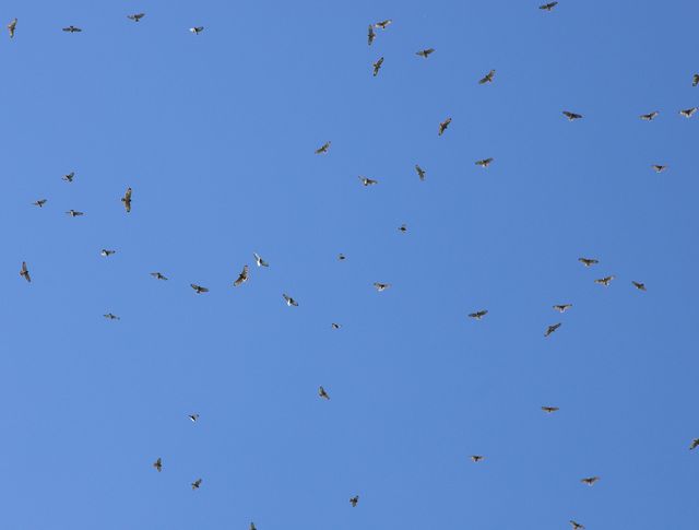 Broad-winged Hawk