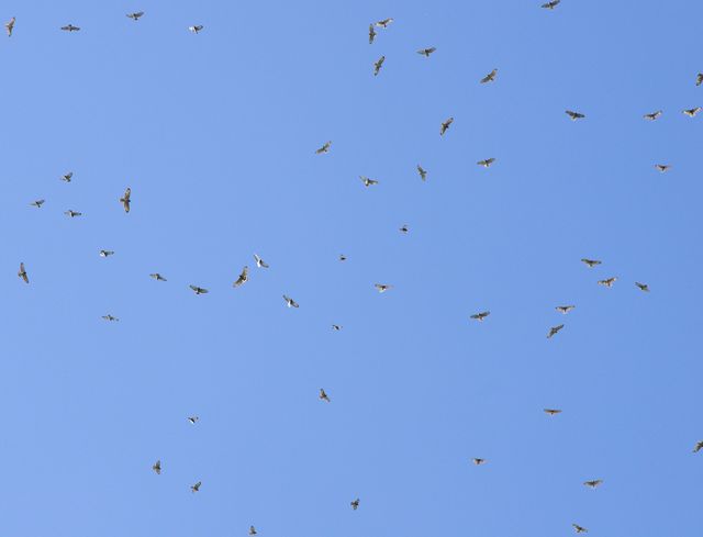 Broad-winged Hawk