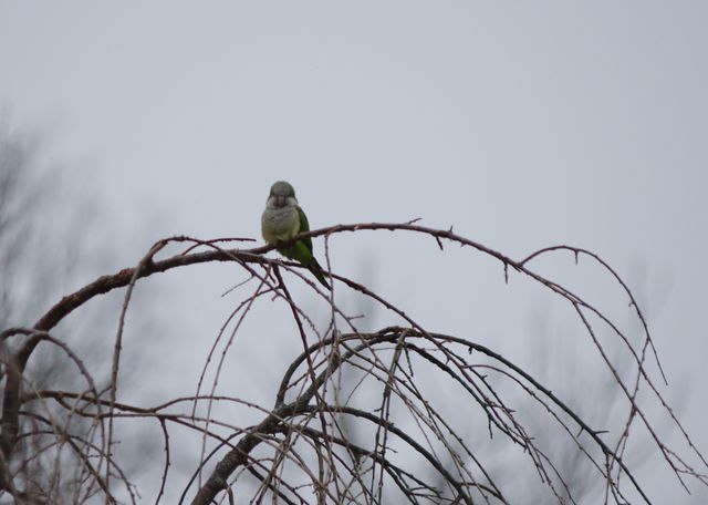 Monk Parakeet