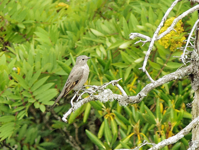 Townsend's Solitaire
