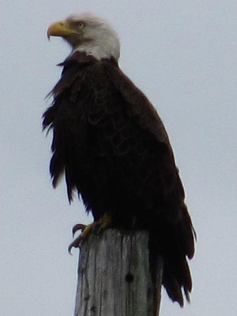 Bald Eagles