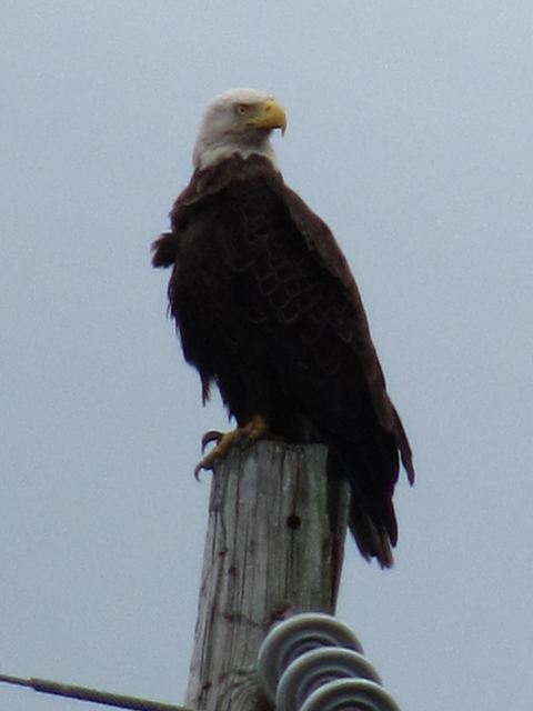 Bald Eagles