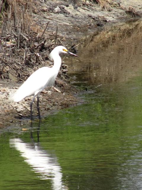 Snowy Egret