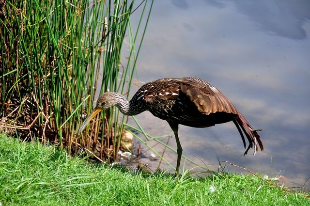 Limpkin