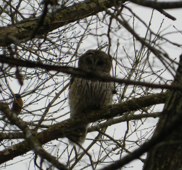 Barred Owl