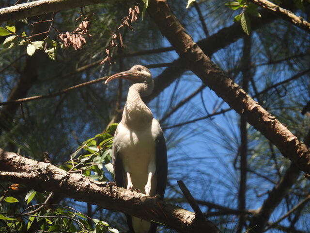 White Ibis