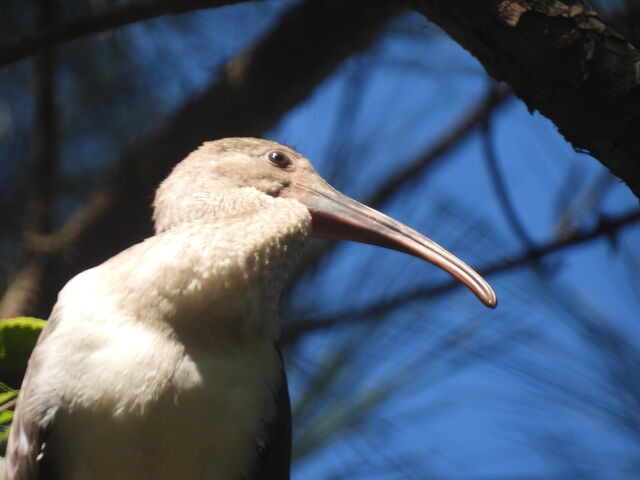 White Ibis