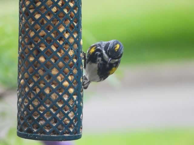 Yellow-rumped Warbler