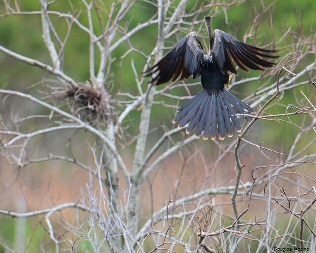 Anhinga