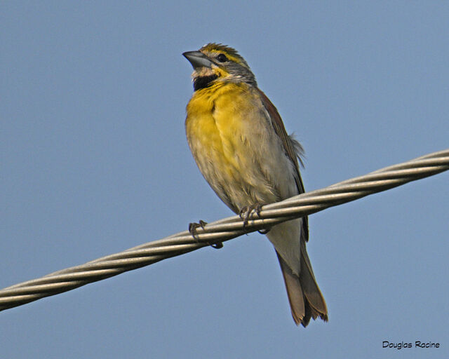 Dickcissel