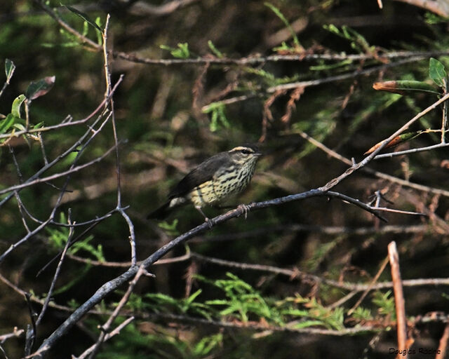 Northern Waterthrush