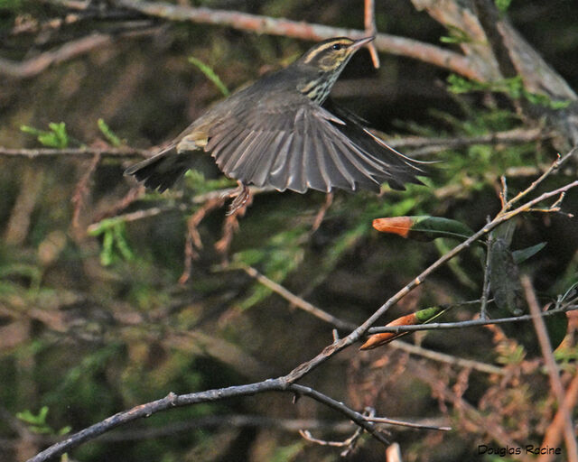 Northern Waterthrush