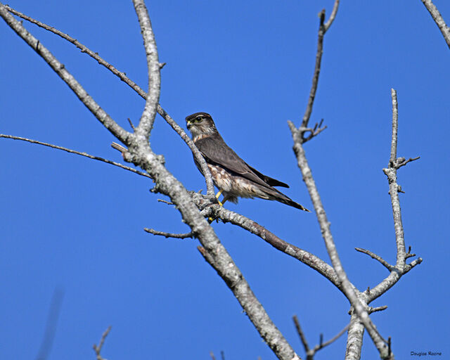 Merlin