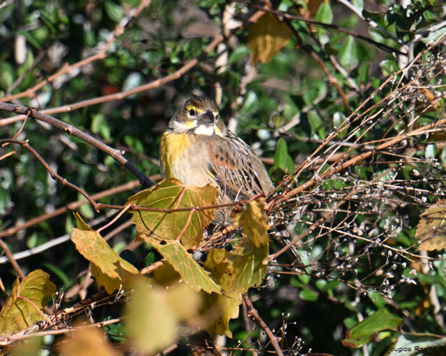 Dickcissel