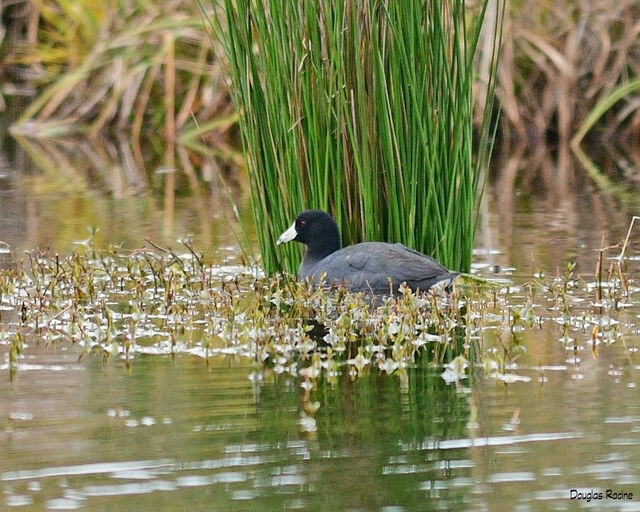 American Coot