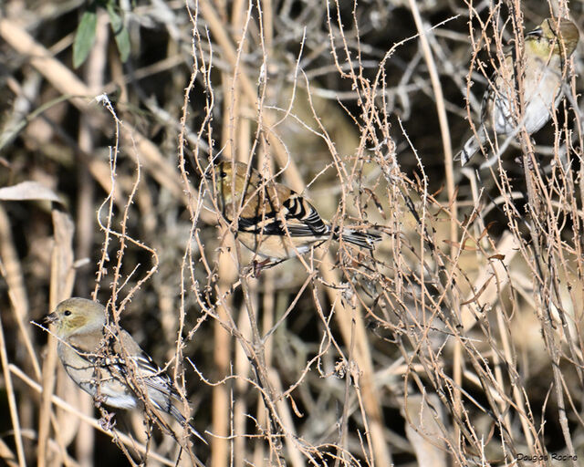 American Goldfinch