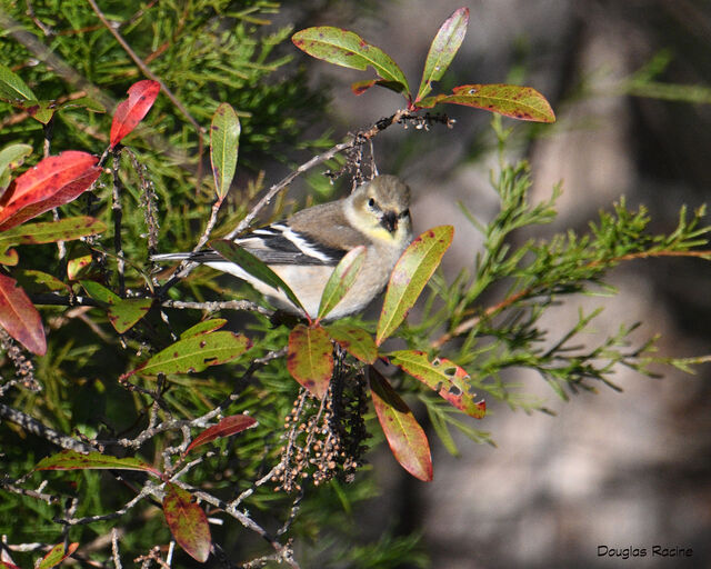 American Goldfinch
